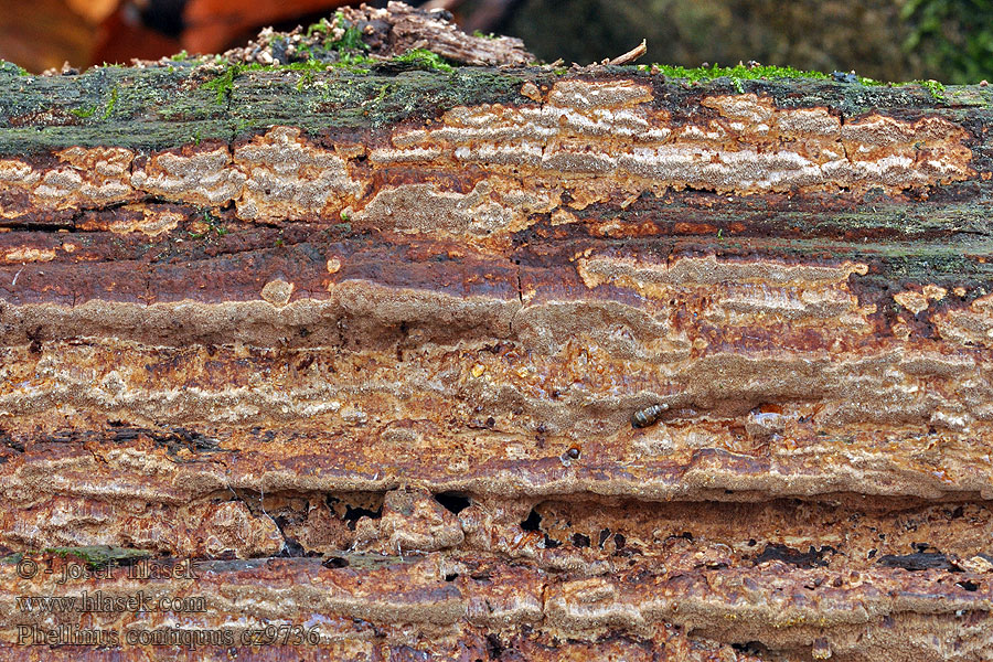 Phellinus contigus