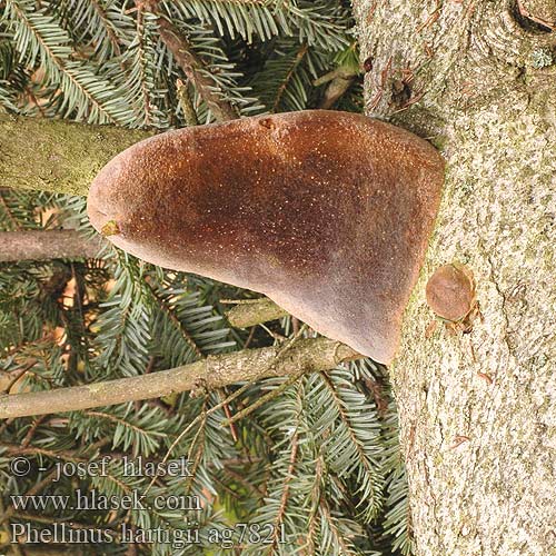 Phellinus hartigii Fomitiporia Czyreń jodłowy