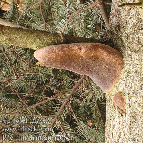 Phellinus hartigii ag7825