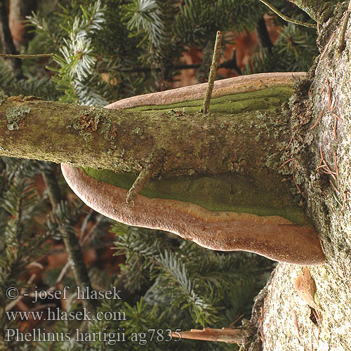 Phellinus hartigii Ohňovec Hartigov Phellin Hartig