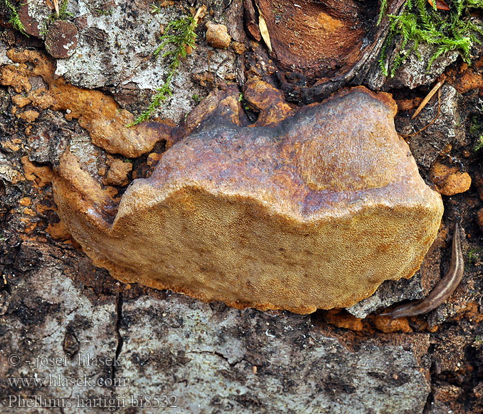 Phellinus hartigii bi8532