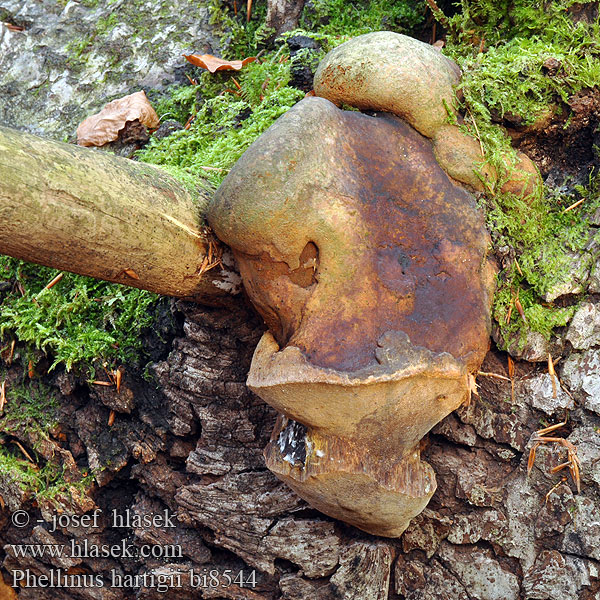 Phellinus hartigii bi8544