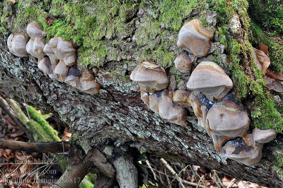 Трутовик Гартига Phellinus hartigii