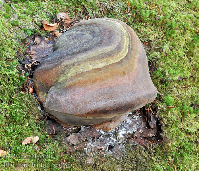 Ohňovec Hartigův Phellinus hartigii