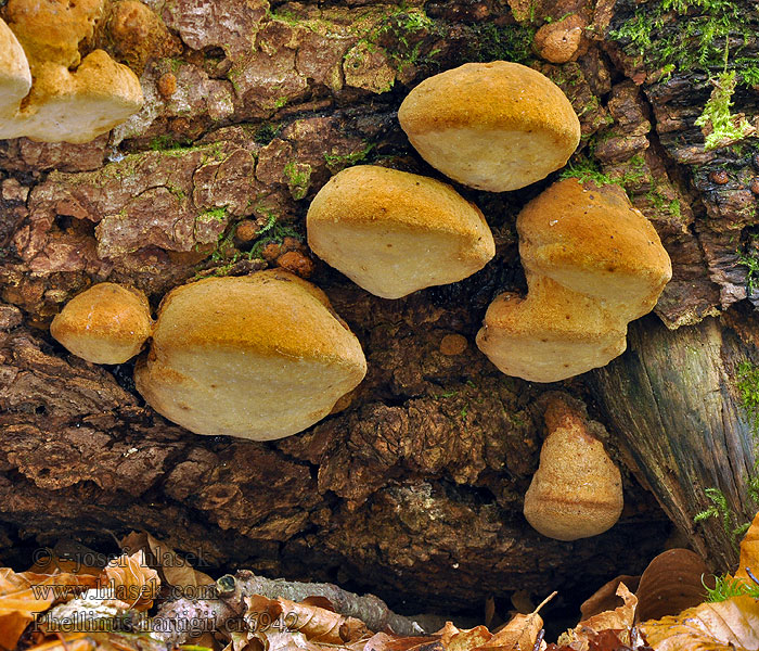 Phellinus hartigii