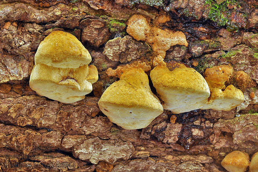 Phellinus hartigii