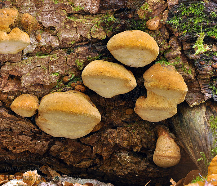 Phellinus hartigii