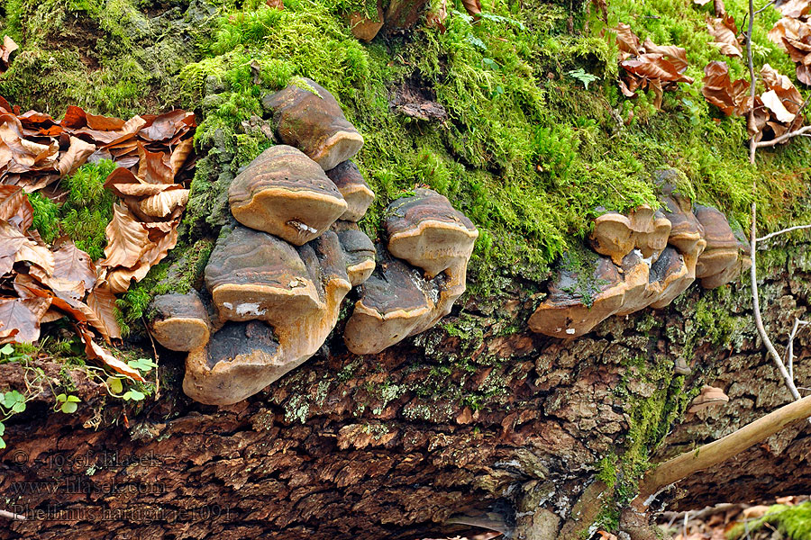 Czyreń jodłowy Hartigov plutač Ohňovec Hartigov Phellinus hartigii