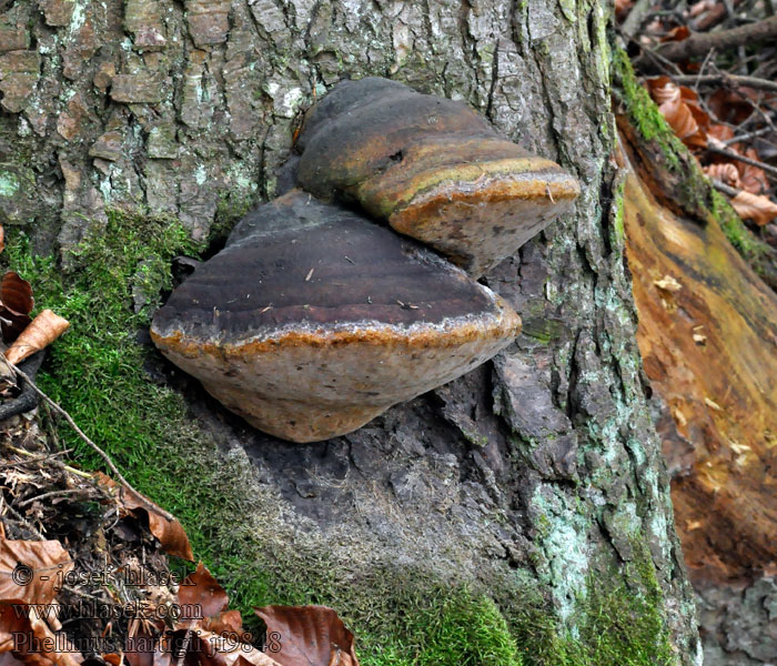 Ohňovec Hartigův Tannenfeurschwamm Ohňovec Hartigov Phellin Hartig Phellinus hartigii