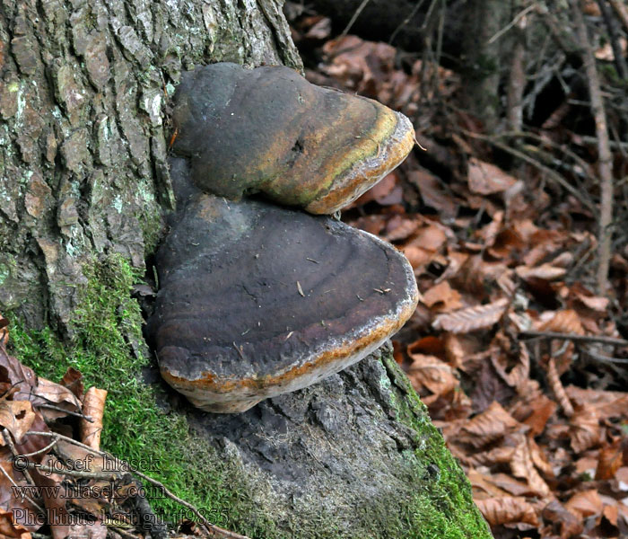 Czyreń jodłowy Hartigov plutač Трутовик Гартига Phellinus hartigii