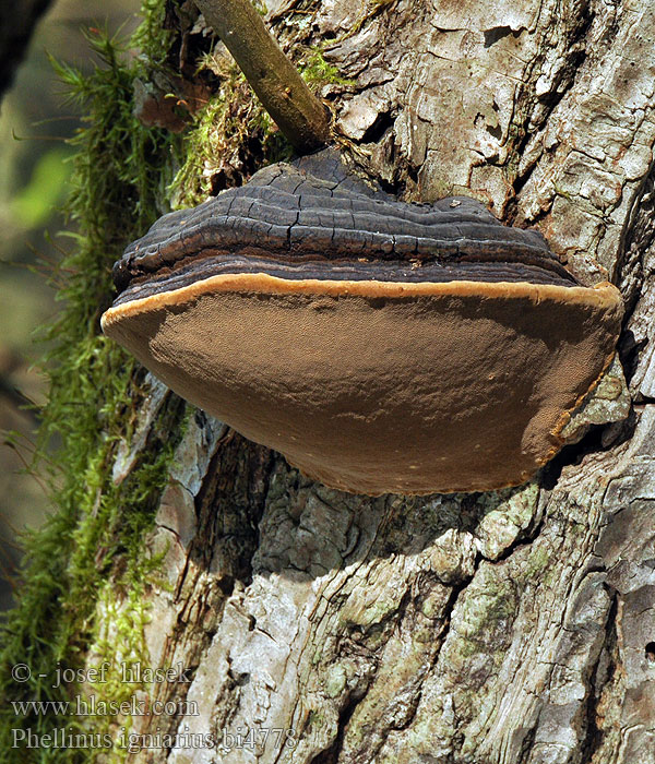 Ohňovec obecný obyčajný Gemeiner Feuerschwamm Falscher Czyreń ogniowy Parastā cietpiepe Трутовик ложный Hardwood trunk rot Almindelig ildporesvamp Arinakääpä Phellin igniaire Echte Vuurzwam キコブタケ（ Parázstapló Ildkjuke Vrbov plutač Eldticka Phellinus igniarius Fomes ignarius Polyporus