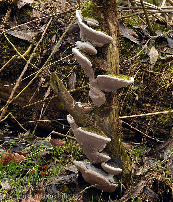 Phellinus igniarius bj0637