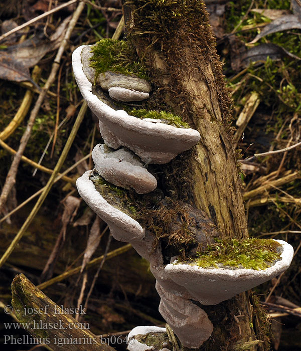 Hardwood trunk rot Almindelig ildporesvamp Arinakääpä Phellin igniaire Echte Vuurzwam キコブタケ（ Parázstapló Ildkjuke Vrbov plutač Eldticka Phellinus igniarius Fomes ignarius Polyporus Ohňovec obecný obyčajný Gemeiner Feuerschwamm Falscher Czyreń ogniowy Parastā cietpiepe Трутовик ложный