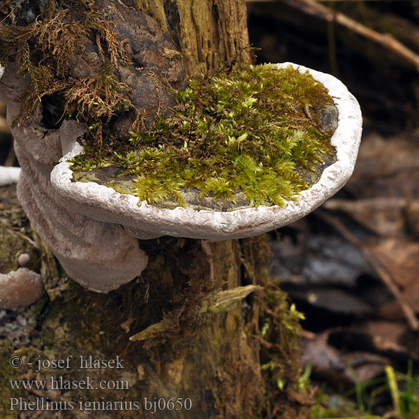 Phellinus igniarius bj0650