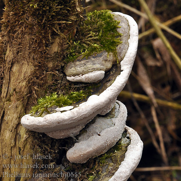 Vrbov plutač Eldticka Phellinus igniarius Fomes ignarius Polyporus Ohňovec obecný obyčajný Gemeiner Feuerschwamm Falscher Czyreń ogniowy Parastā cietpiepe Трутовик ложный Hardwood trunk rot Almindelig ildporesvamp Arinakääpä Phellin igniaire Echte Vuurzwam キコブタケ（ Parázstapló Ildkjuke