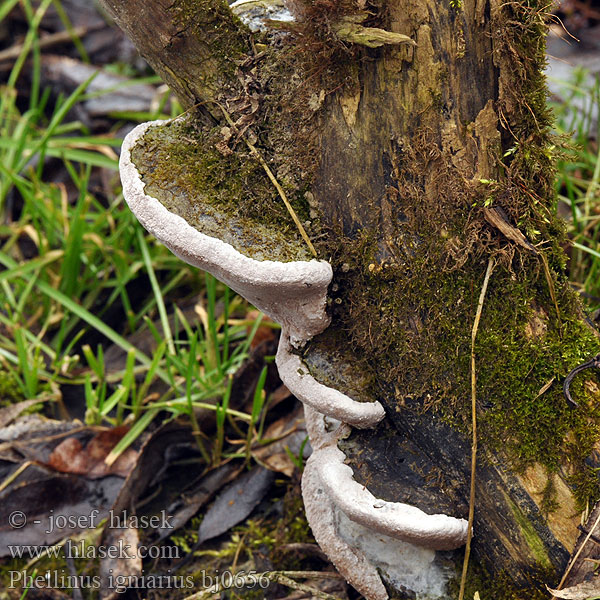 Phellinus igniarius bj0656