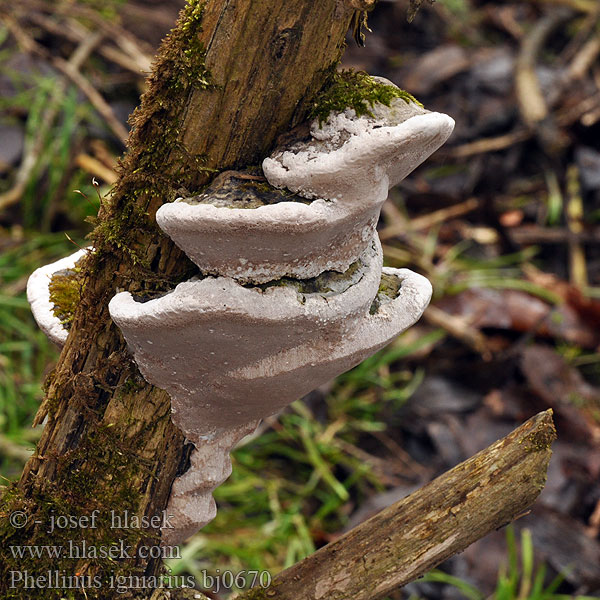 Phellinus igniarius bj0670