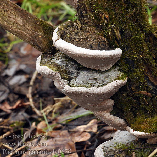 Phellinus igniarius bj0676