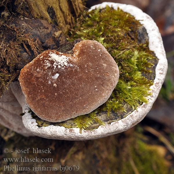 Phellinus igniarius bj0679