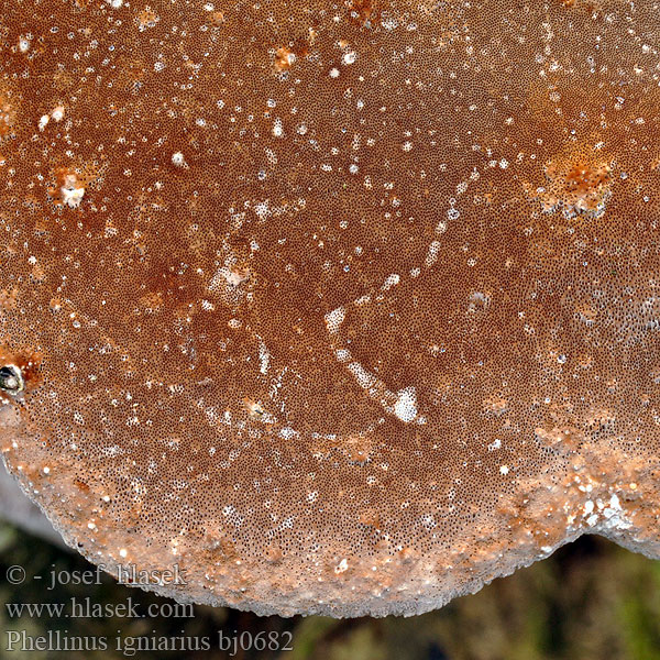 Almindelig ildporesvamp Arinakääpä Phellin igniaire Echte Vuurzwam キコブタケ（ Parázstapló Ildkjuke Vrbov plutač Eldticka Phellinus Fomes ignarius Polyporus igniarius Ohňovec obyčajný obecný Gemeiner Feuerschwamm Falscher Czyreń ogniowy Parastā cietpiepe Трутовик ложный Hardwood trunk rot