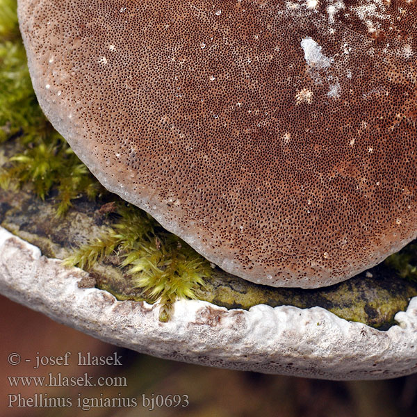 Phellinus igniarius bj0693