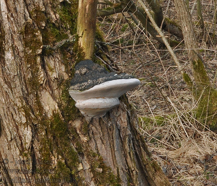 Phellinus igniarius