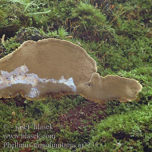 Phellinus nigrolimitatus Ochroporus Czyreń czarnoliniowy