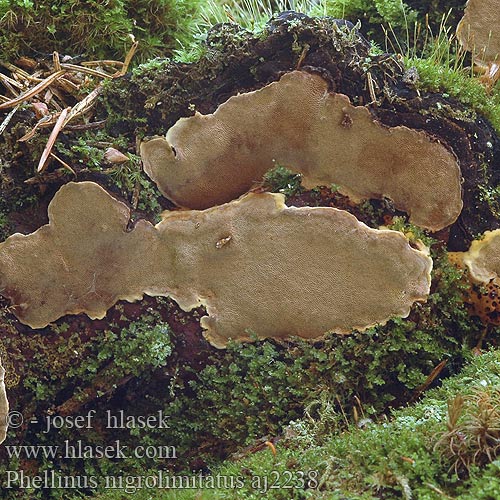 Phellinus nigrolimitatus Ohnivec ohraničený Ohňovec