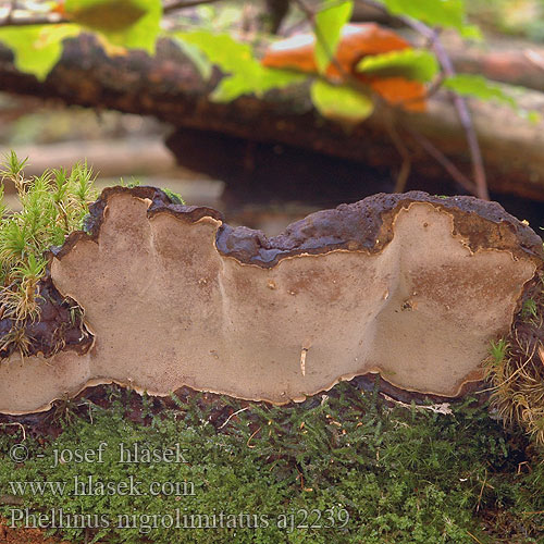 Phellinus nigrolimitatus Zwartgestreepte vuurzwam