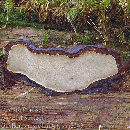 Phellinus nigrolimitatus Aarnikääpä Svartsonekjuke