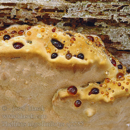 Phellinus nigrolimitatus Czyreń czarnoliniowy