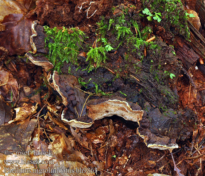 Phellinus nigrolimitatus bh9863