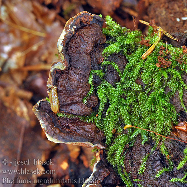 Phellinus nigrolimitatus bh9865