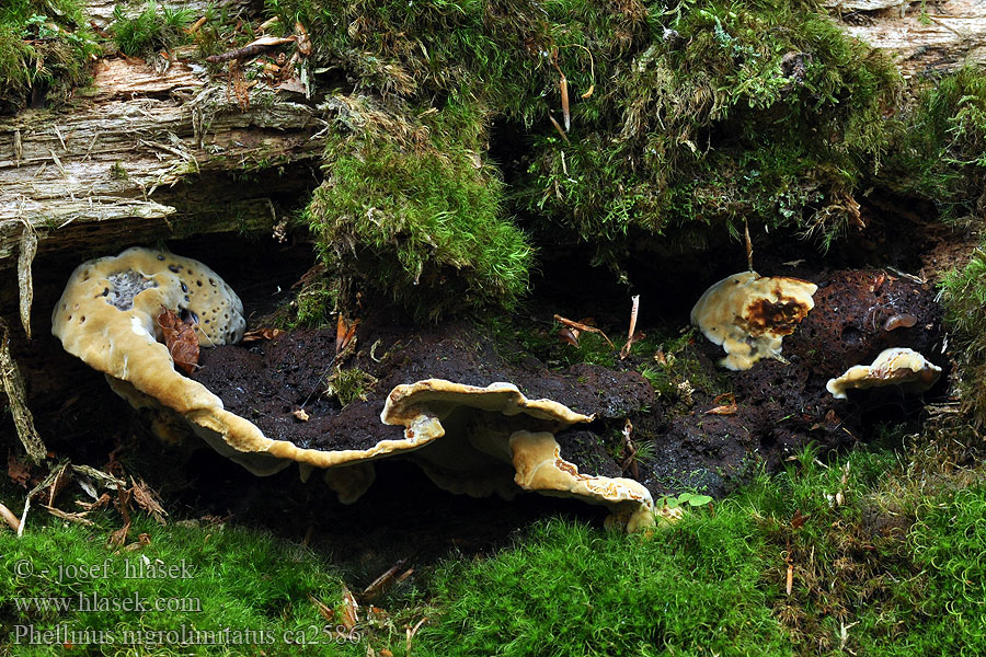 Czyreń czarnoliniowy Phellinus nigrolimitatus