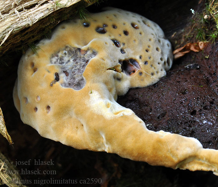 Ohnivec ohraničený Ohňovec Phellinus nigrolimitatus