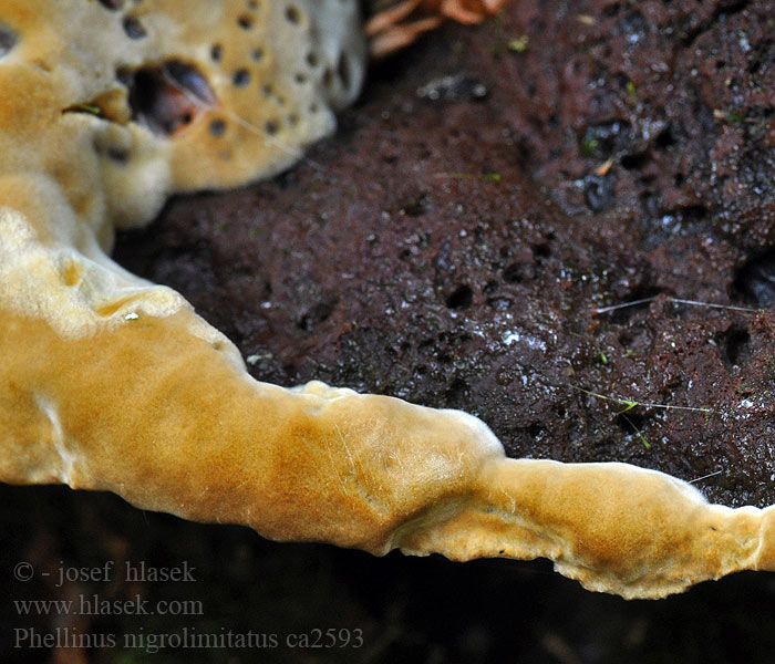 Gränsticka Phellinus nigrolimitatus