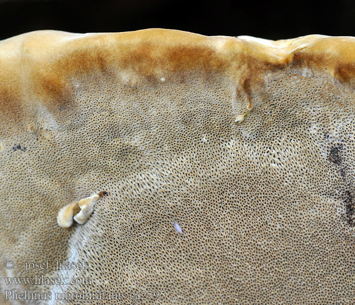 Zwartgestreepte vuurzwam Phellinus nigrolimitatus