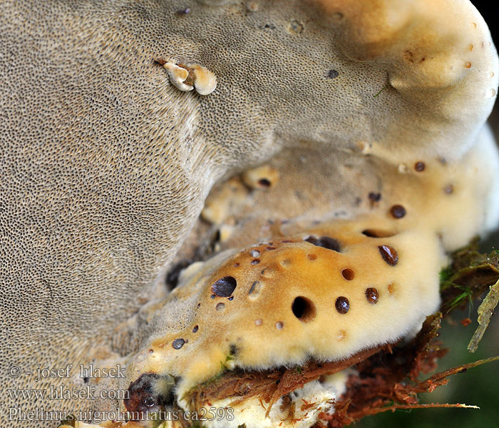 Aarnikääpä Phellinus nigrolimitatus