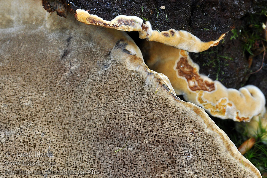 Феллинус чернополосный Phellinus nigrolimitatus