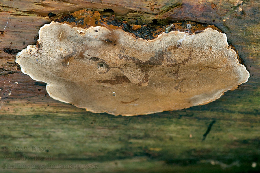 Ohnivec ohraničený Ohňovec Phellinus nigrolimitatus