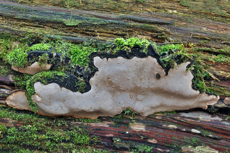 Ohnivec ohraničený Ohňovec Phellinus nigrolimitatus