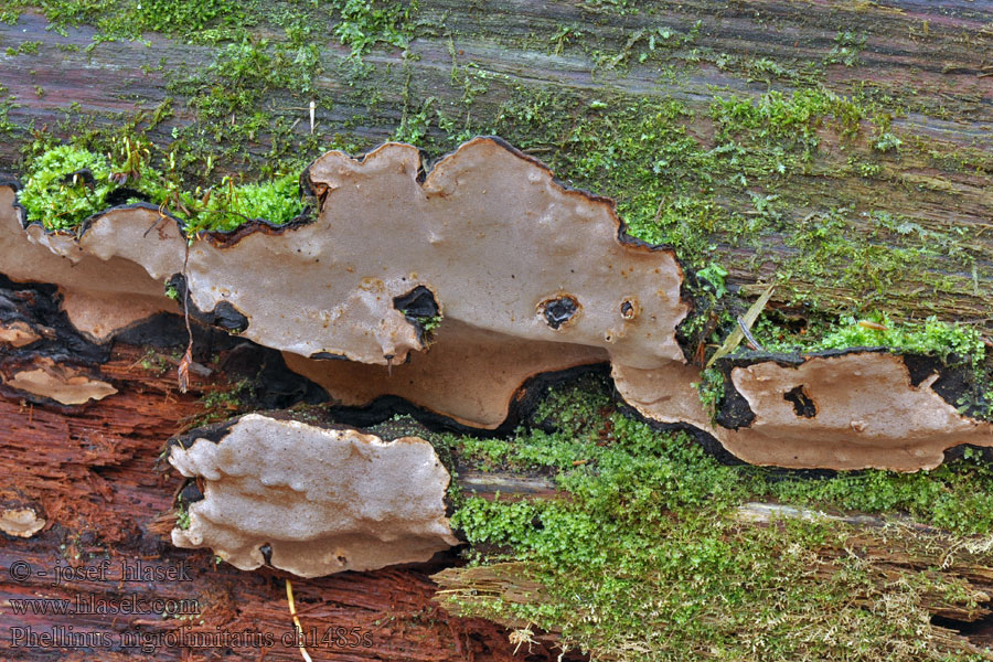 Ohnivec ohraničený Phellinus nigrolimitatus