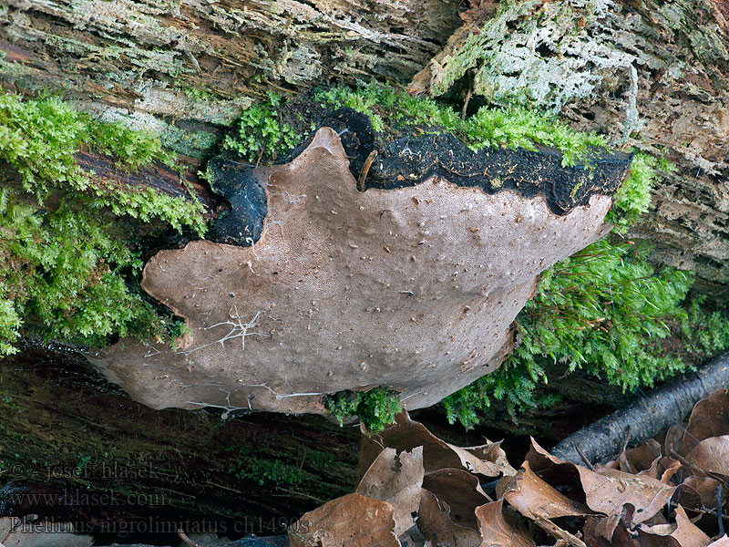 Phellinus nigrolimitatus