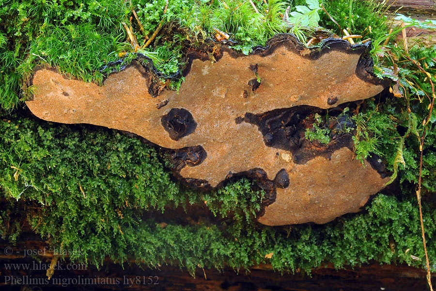 Phellinus nigrolimitatus