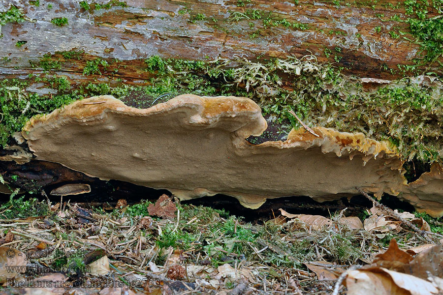 Phellinus nigrolimitatus