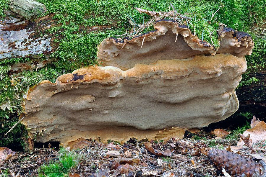 Phellinus nigrolimitatus