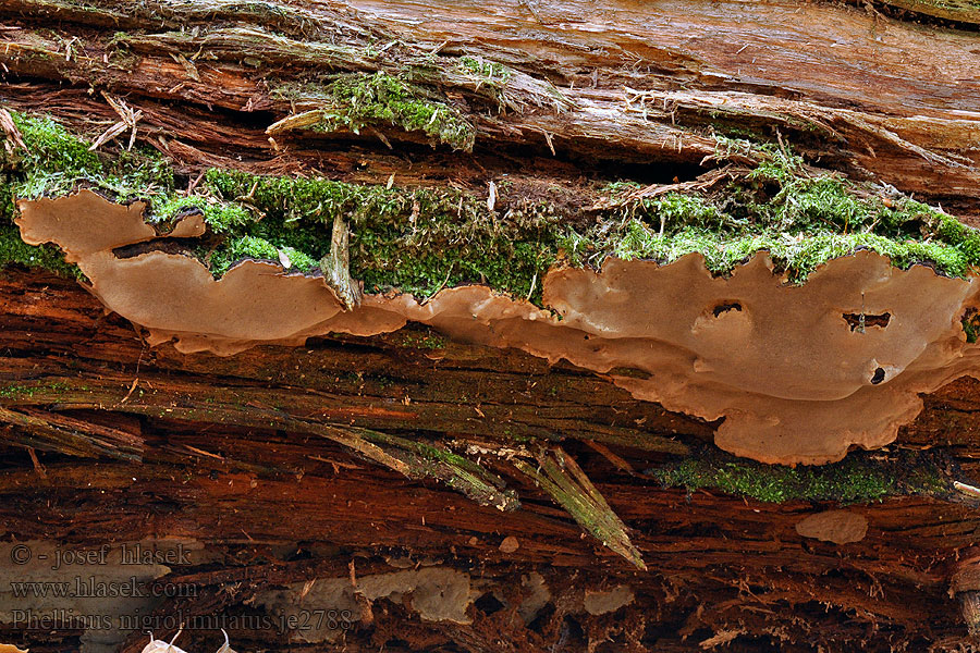 Феллинус чернополосный Phellinus nigrolimitatus