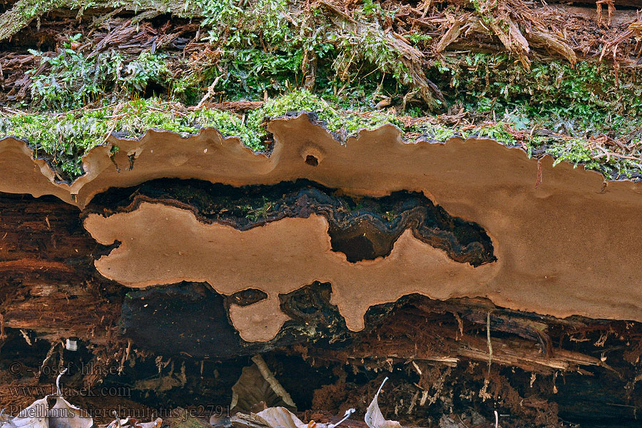 Aarnikääpä Svartsonekjuke Phellinus nigrolimitatus