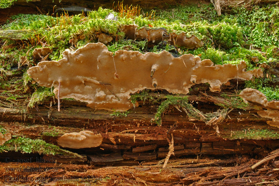 Gränsticka Zwartgestreepte vuurzwam Phellinus nigrolimitatus