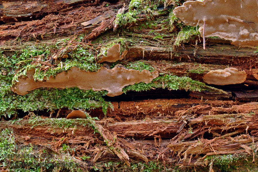 Ochroporus Czyreń czarnoliniowy Ohnivec ohraničený Ohňovec Phellinus nigrolimitatus